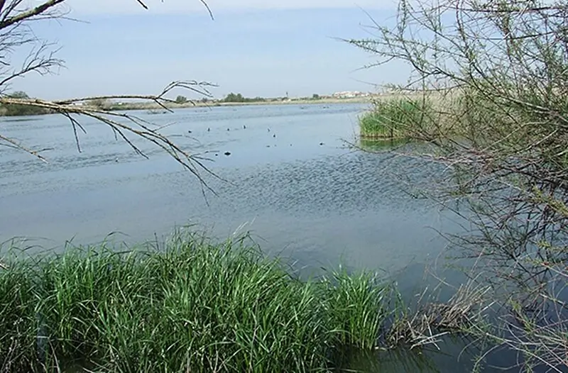 Humedal Reserva Ornitológica Los Charcones de Miguel Esteban (Toledo)