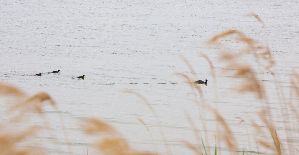 Aves acuáticas en las Lagunas de Villafranca de los Caballeros, La Mancha