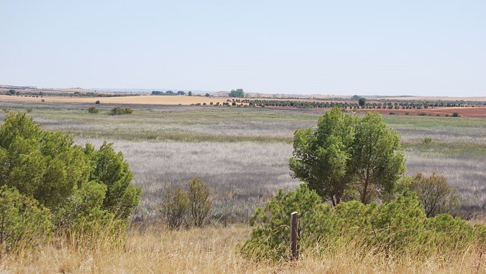 Dehesa Encharcable. Lagunas Villafranca de los Caballeros