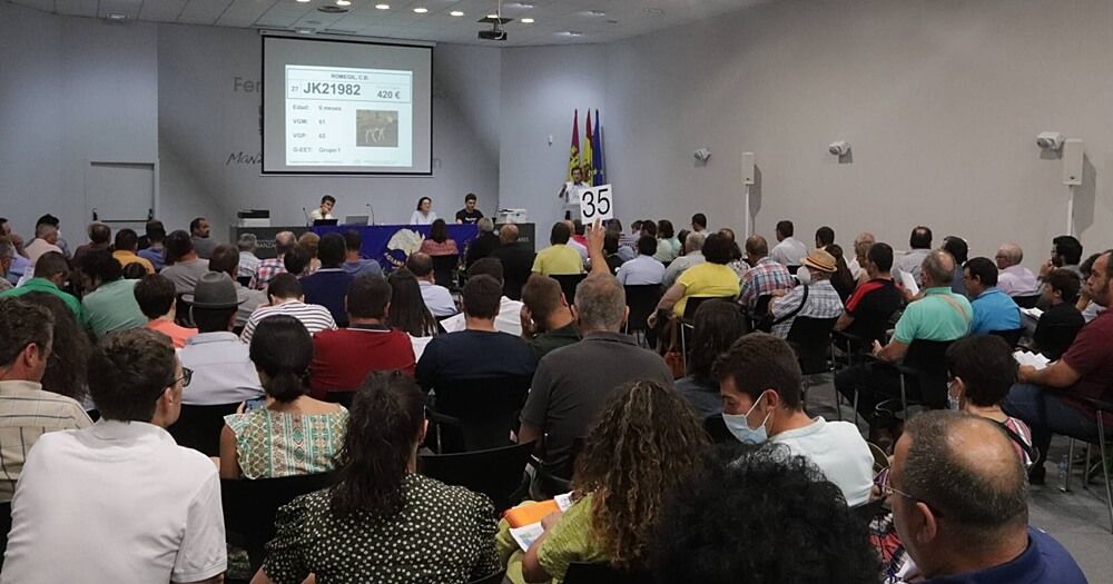 Subasta sementales raza ovina FERCAM 2022